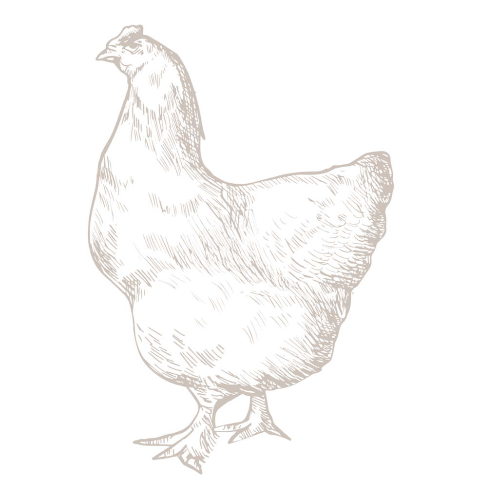 chicken with white background