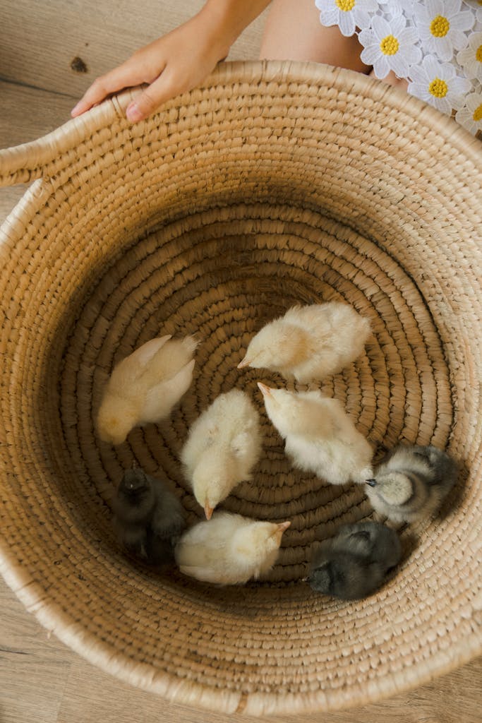 Aerial view of cute baby chicks resting in a round woven basket.